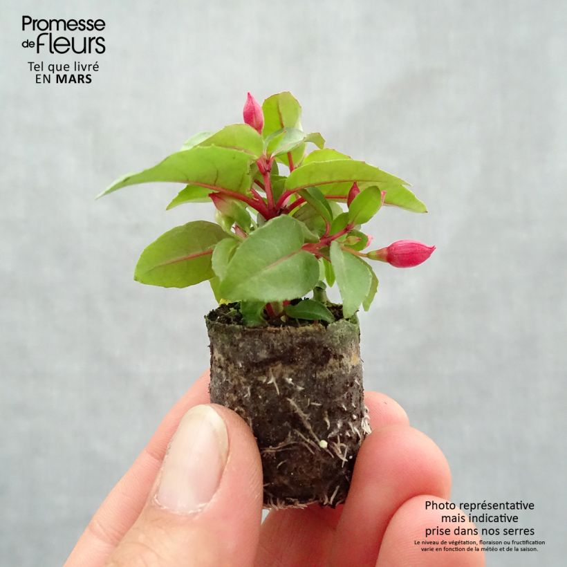 Fuchsia Bella Lydia - Fucsia mini zolla... esemplare consegnato in primavera