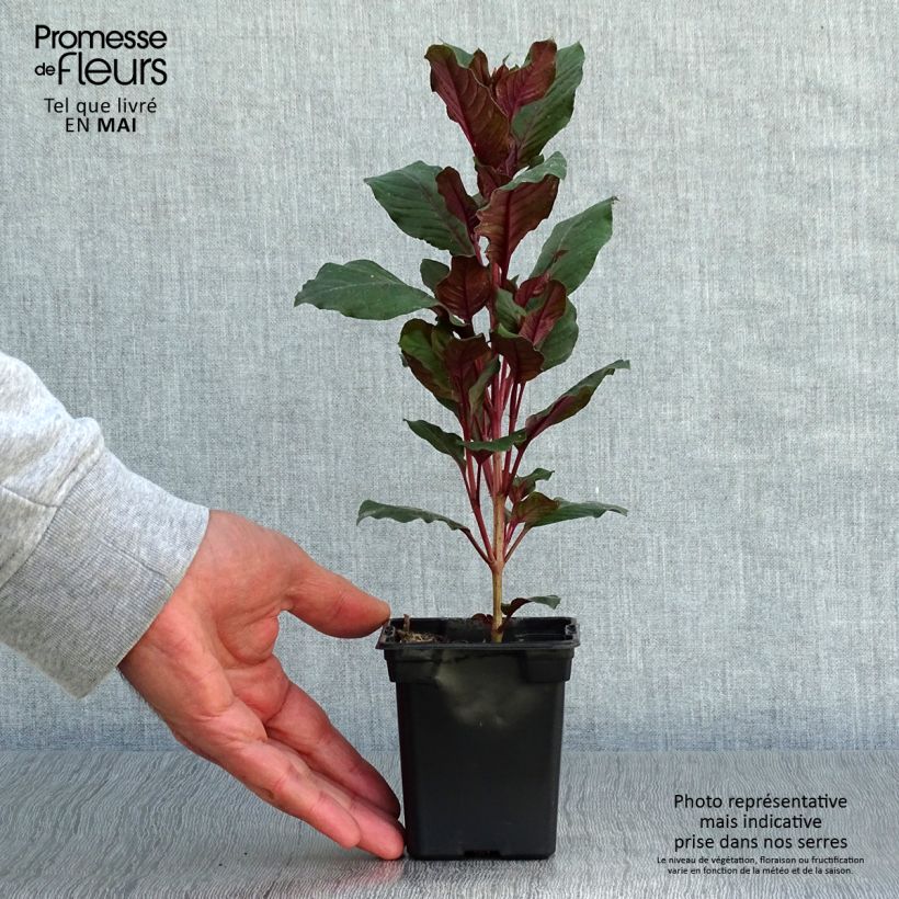Fuchsia triphylla - Fucsia Vasetto da 7/8 cm esemplare consegnato in primavera