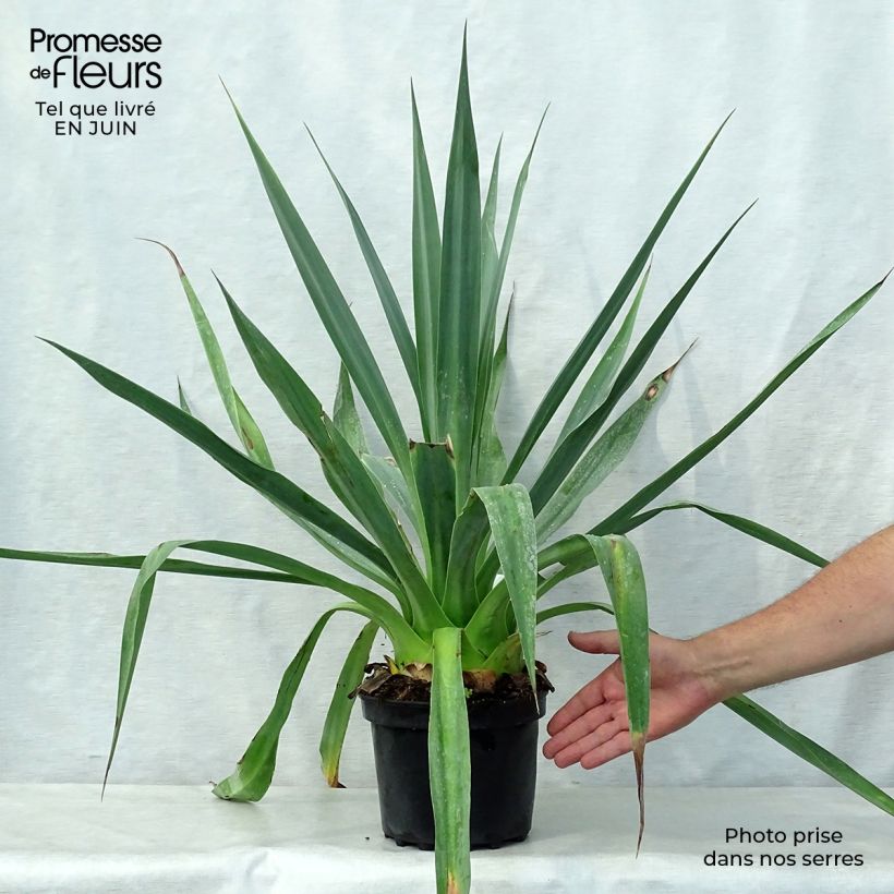 Esemplare di Furcraea longaeva Pot de 4L/5L consegnato in estate