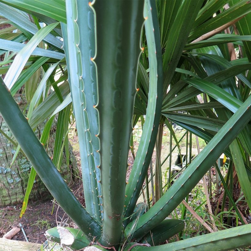 Furcraea macdougallii (Fogliame)