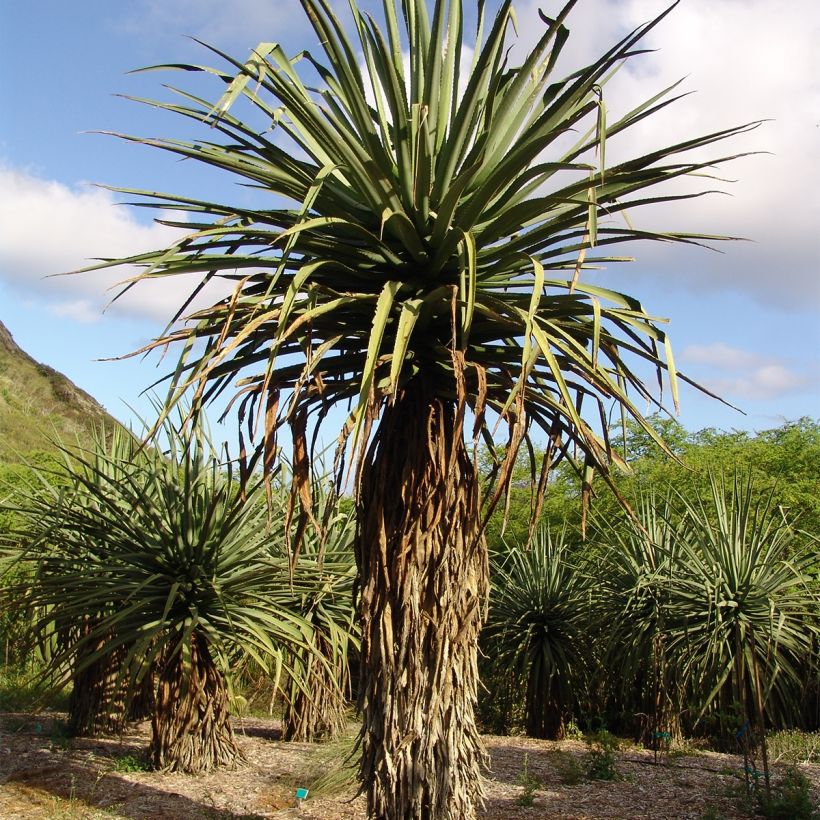 Furcraea macdougallii (Porto)