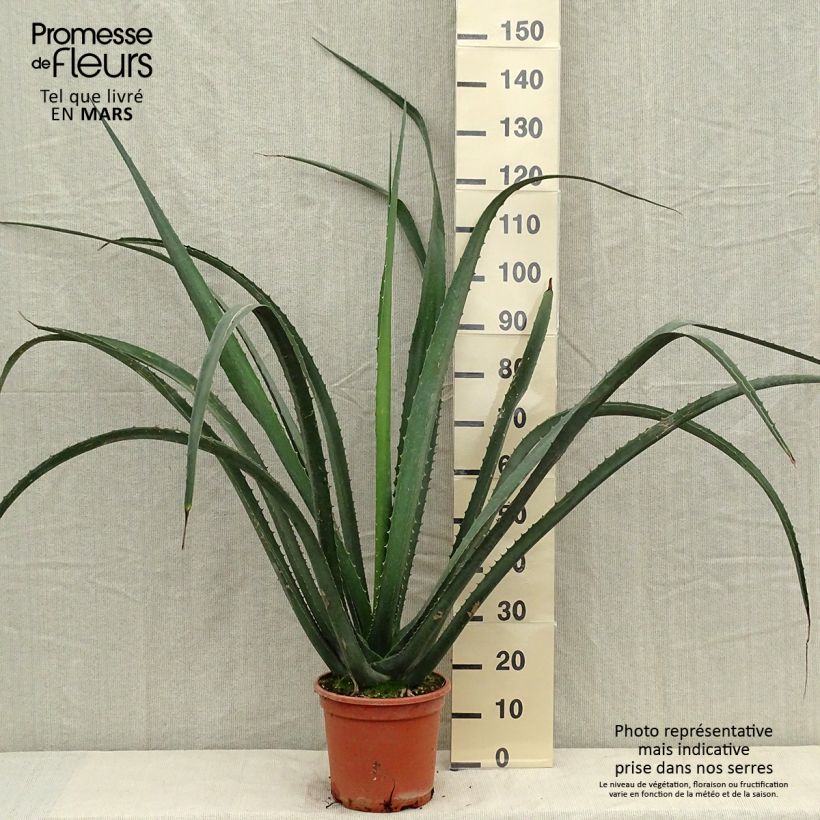 Esemplare di Furcraea macdougallii Vaso da 7,5L/10L consegnato in estate