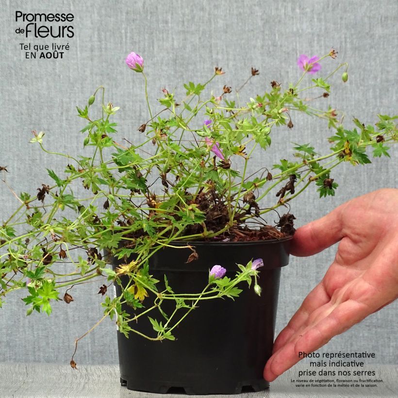 Esemplare di Geranium sanguineum Blushing Turtle - Geranio sanguigno Vaso da 2L/3L consegnato in estate