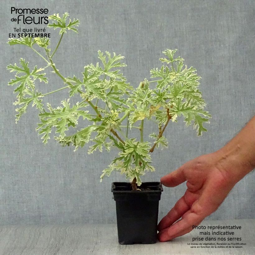 Esemplare di Pelargonium graveolens Grey Lady Plymouth - Pelargonio odoroso Vasetto da 7/8 cm come consegnato in autunno