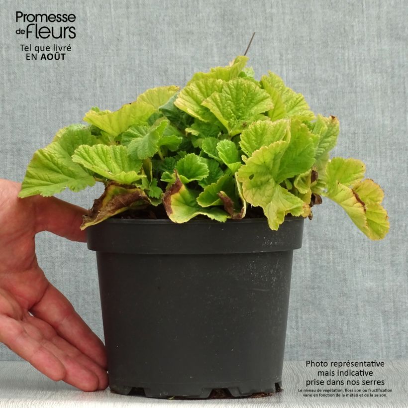 Esemplare di Geum coccineum Borisii Vaso da 2L/3L consegnato in estate