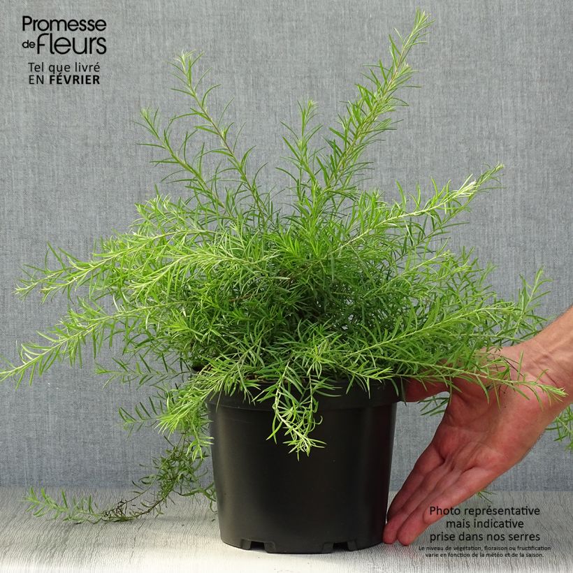 Esemplare di Grevillea rosmarinifolia Vaso da 2L/3L come consegnato in autunno