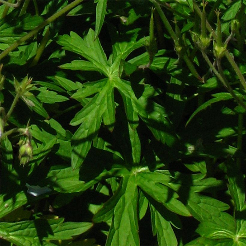 Geranium richardsonii (Fogliame)