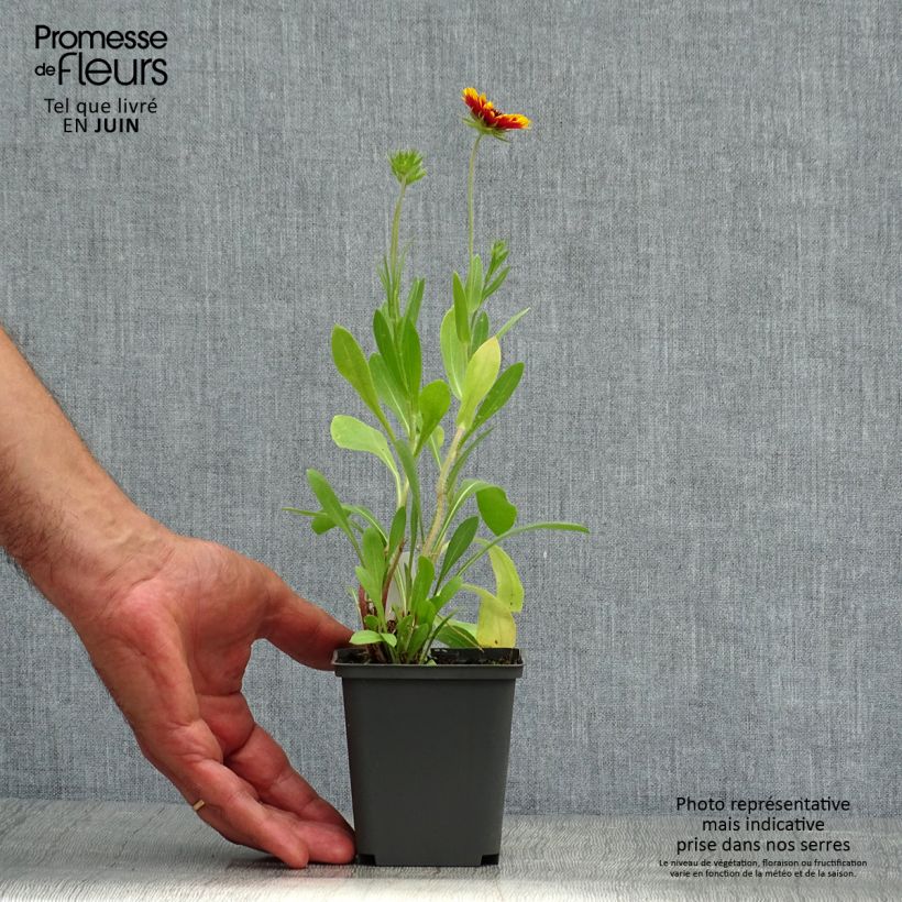 Esemplare di Gaillardia grandiflora Kobold Vasetto da 8/9 cm consegnato in estate