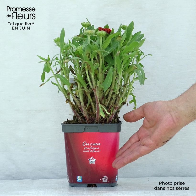 Esemplare di Gaillardia grandiflora Arizona Red Shades Vaso da 2L/3L consegnato in estate