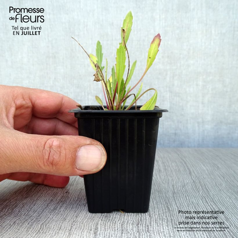 Esemplare di Gaillardia Royale Vasetto da 7/8 cm consegnato in estate