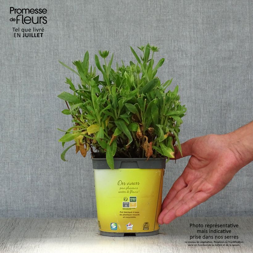 Esemplare di Gaillardia aristata Mesa Bright Color Vaso da 2L/3L consegnato in estate