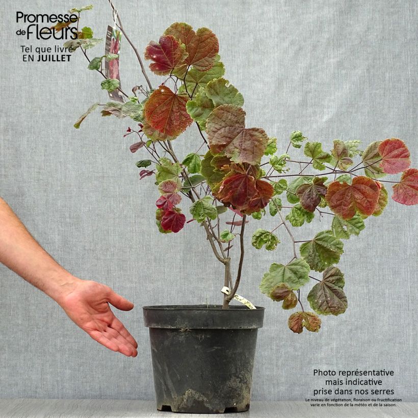 Esemplare di Cercis canadensis Red Force - Albero di Giuda Vaso da 7,5L/10L consegnato in estate