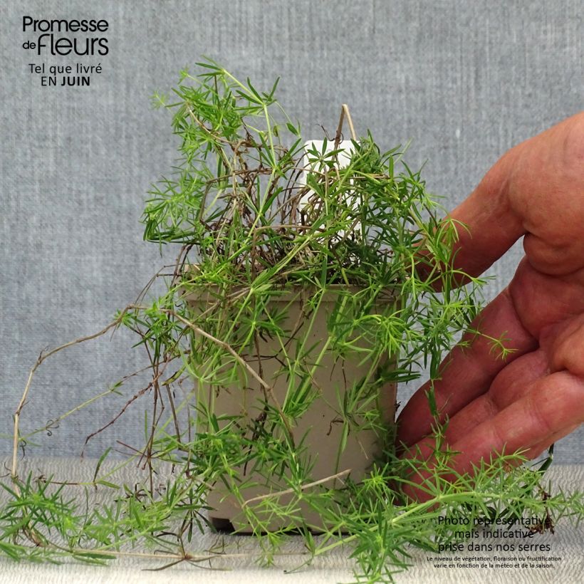 Esemplare di Galium verum - Caglio zolfino Vasetto da 8/9 cm consegnato in estate