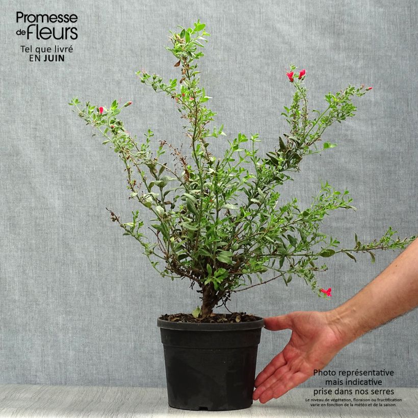 Esemplare di Galvezia speciosa Vaso da 3L/4L consegnato in estate