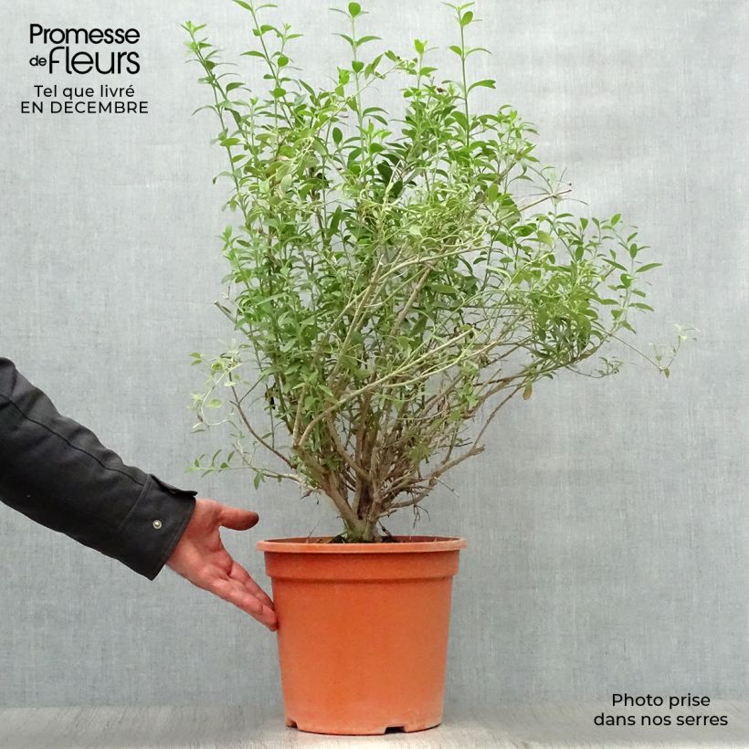 Galvezia speciosa Vaso da 7,5L/10L esemplare consegnato in inverno