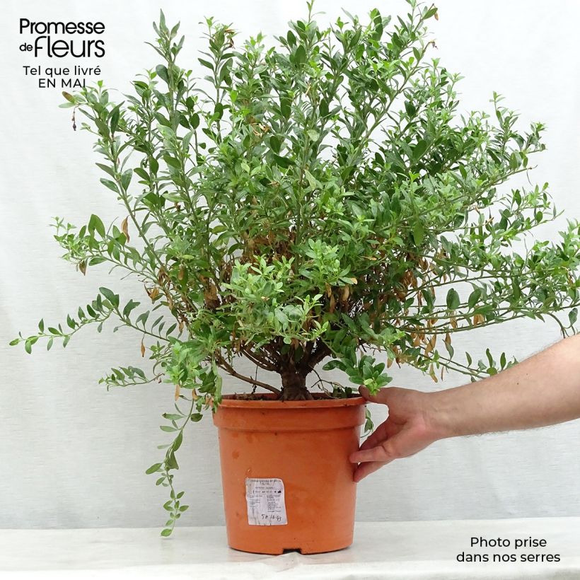 Galvezia speciosa Vaso da 7,5L/10L esemplare consegnato in primavera