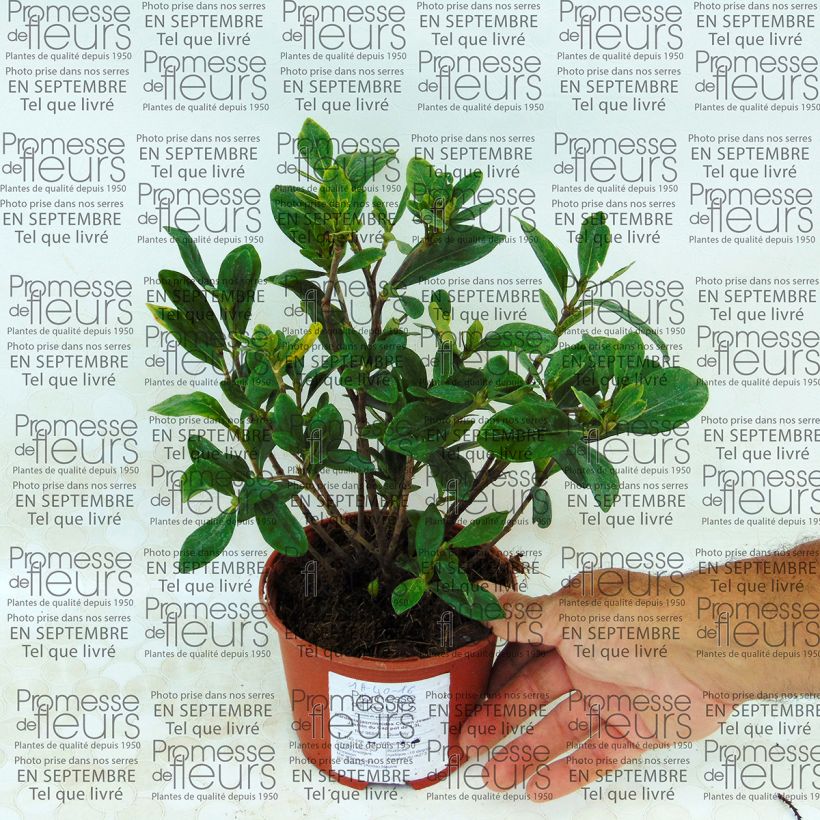 Esempio di esemplare Gardenia Crown Jewel Vaso da 1L/1,5L come consegnato