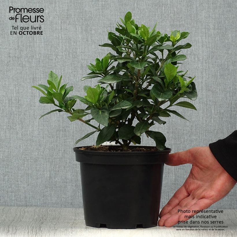 Esemplare di Gardenia Crown Jewel Vaso da 2L/3L come consegnato in autunno