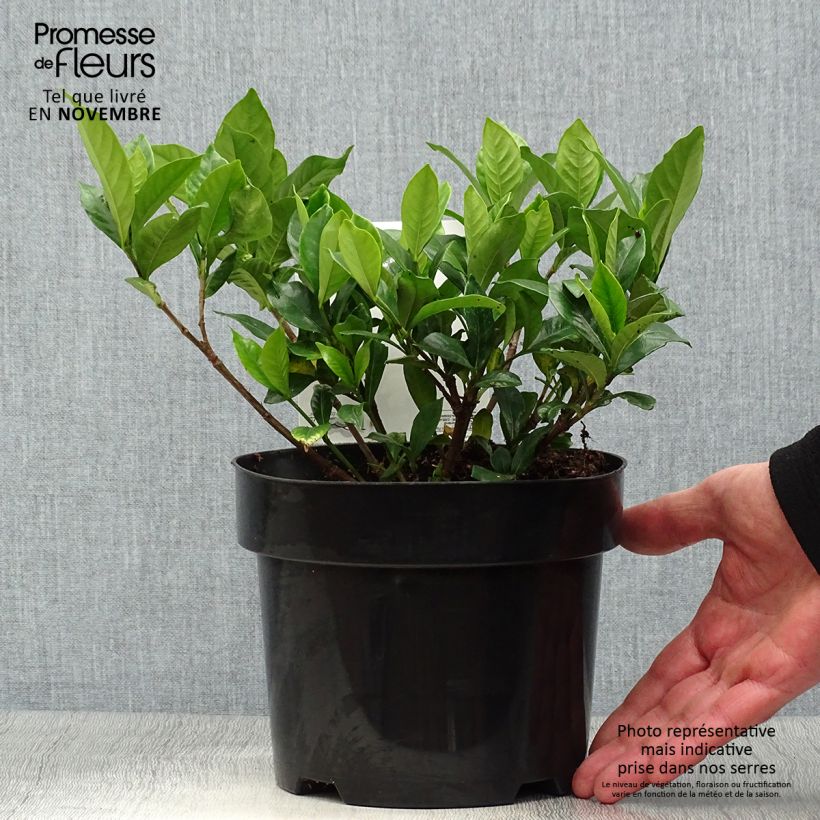Esemplare di Gardenia Double Diamonds Vaso da 3L/4L come consegnato in autunno