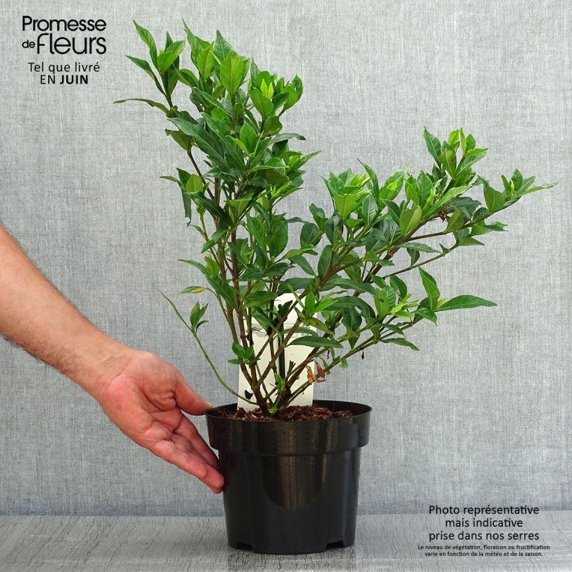 Esemplare di Gardenia Double Mint Vaso da 2L/3L consegnato in estate