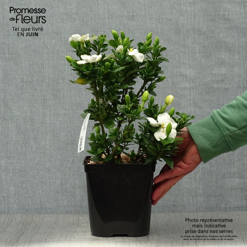 Esemplare di Gardenia Kleim's Hardy Vaso da 2L/3L consegnato in estate