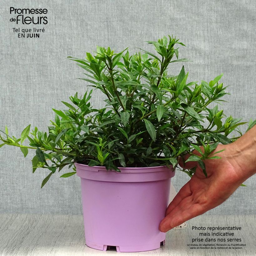 Esemplare di Gardenia Perfumed Petticoats Vaso da 2L/3L consegnato in estate