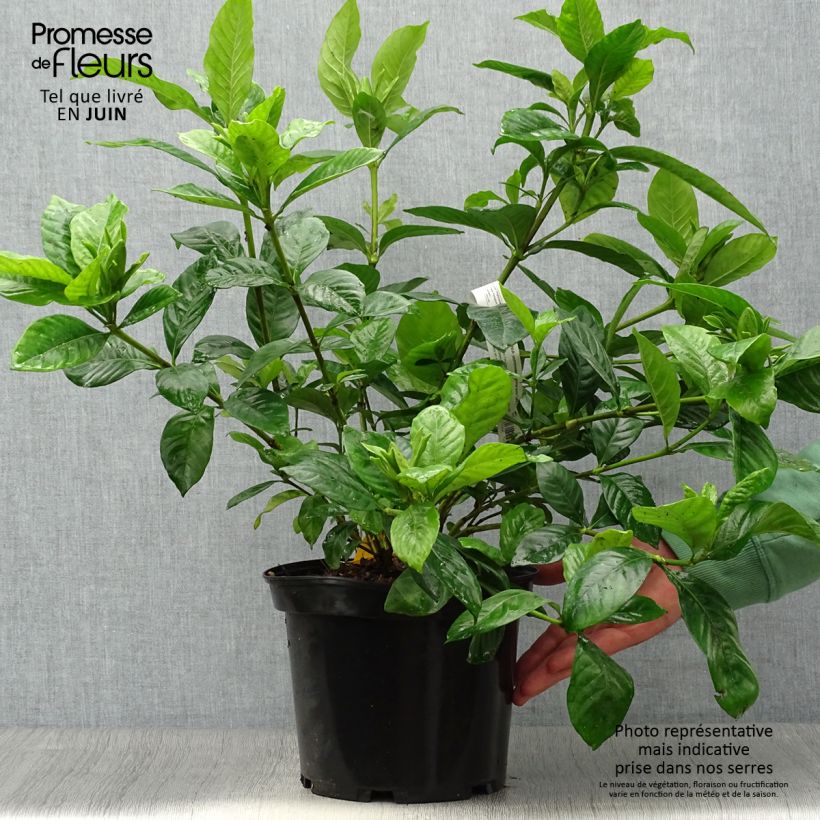 Esemplare di Gardenia Summer Snow Vaso da 3L/4L consegnato in estate