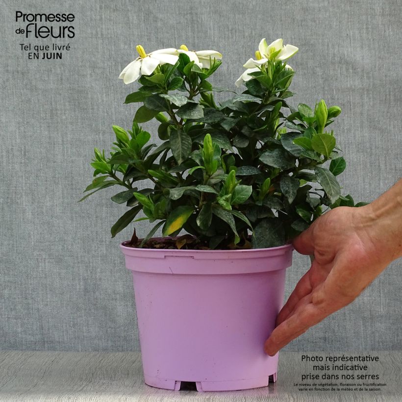 Esemplare di Gardenia Pinwheel Vaso da 2L/3L consegnato in estate