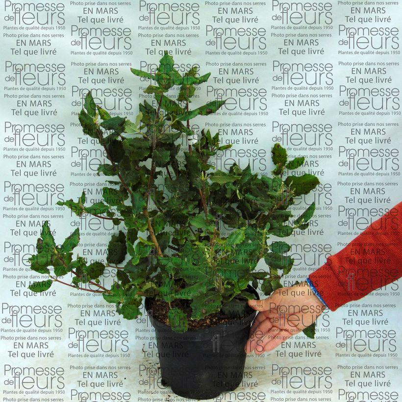 Esempio di esemplare Garrya elliptica James Roof Vaso da 2L/3L come consegnato