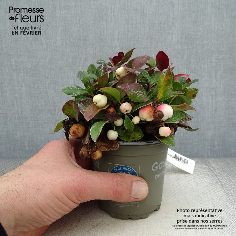 Gaultheria procumbens Color Surprise Vaso da Ø 10 cm/11 cm esemplare consegnato in inverno