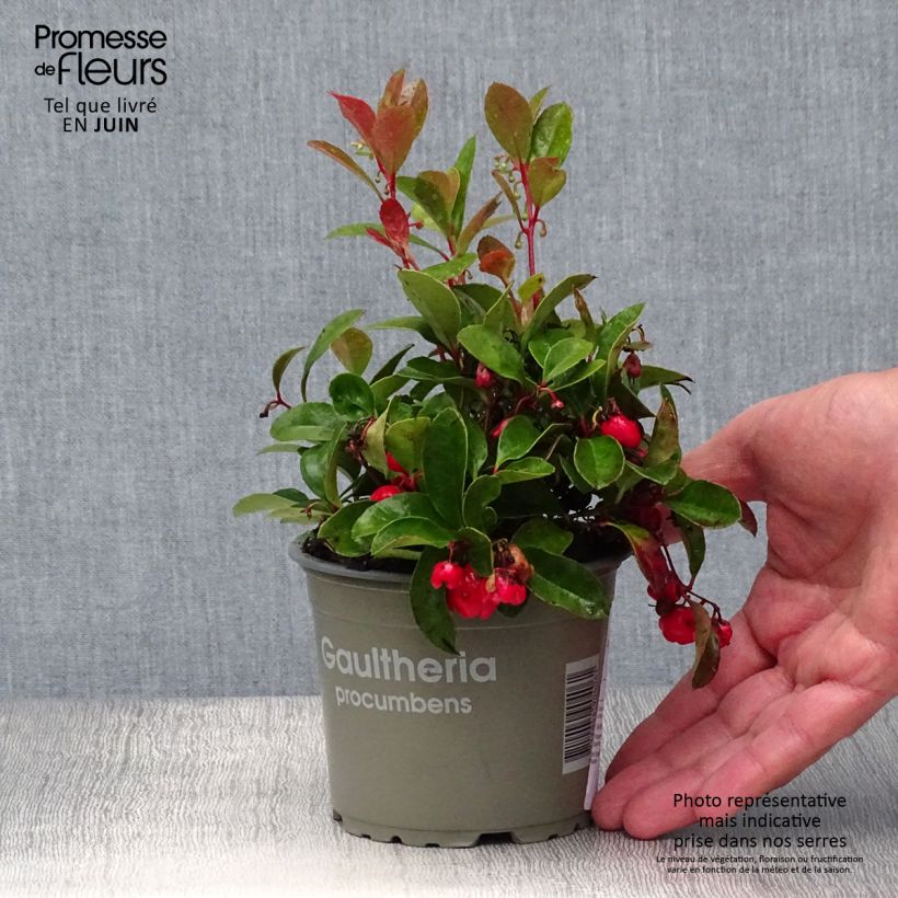 Esemplare di Gaultheria procumbens - Tè del Canada Vasetto da 8/9 cm consegnato in estate