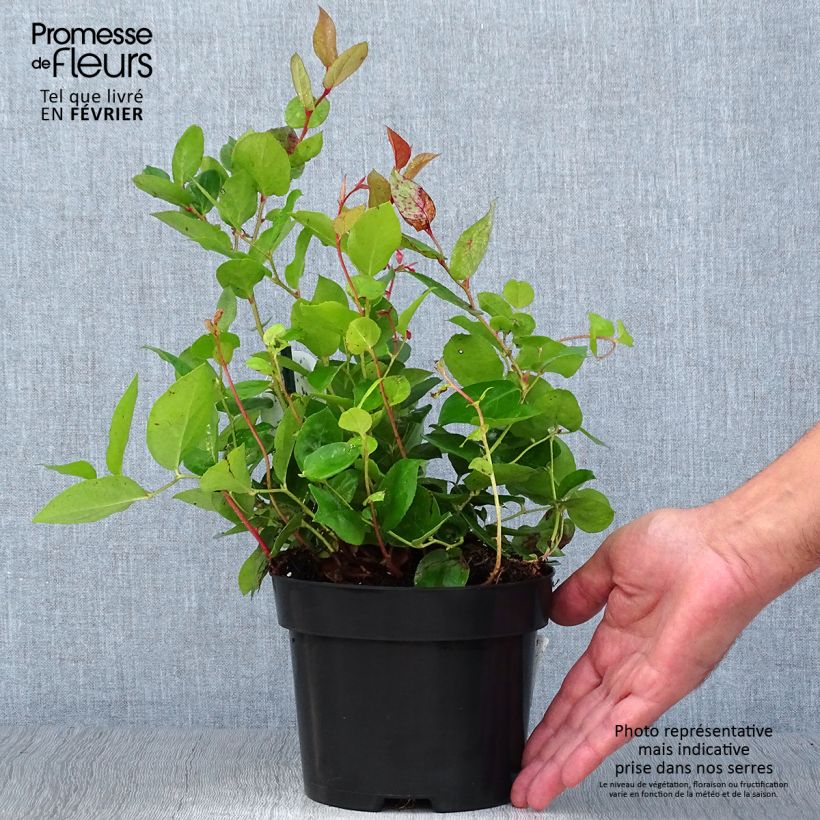Esemplare di Gaultheria shallon Vaso da 2L/3L come consegnato in autunno