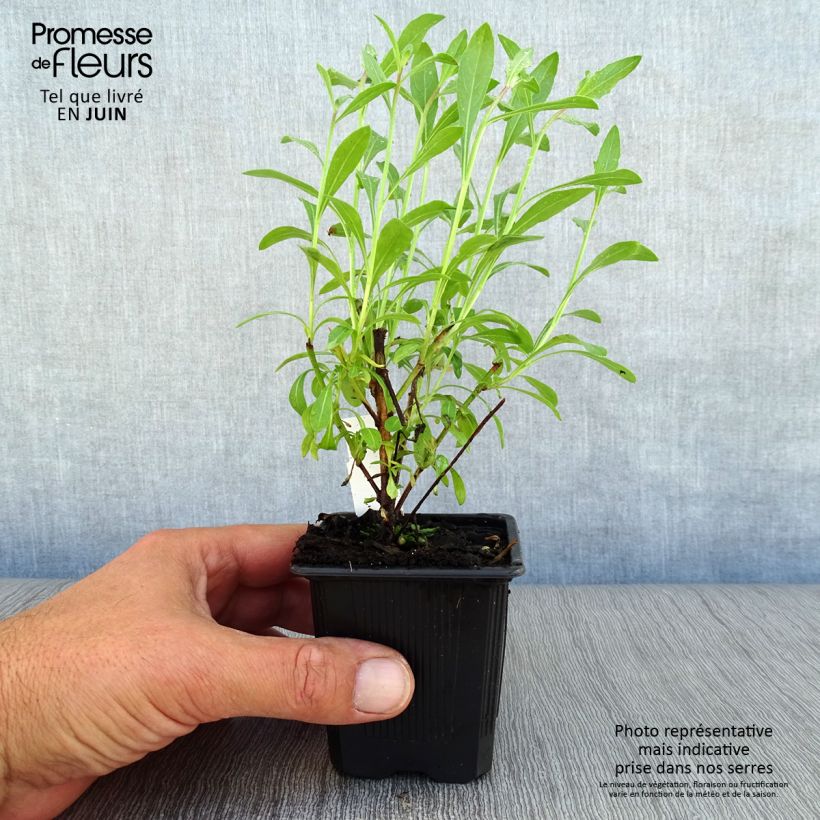 Esemplare di Gaura White Vasetto da 7/8 cm consegnato in estate