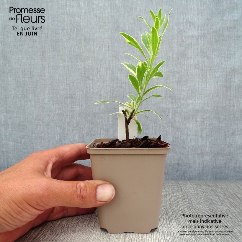 Esemplare di Gaura Freefolk Rosy Vasetto da 8/9 cm consegnato in estate