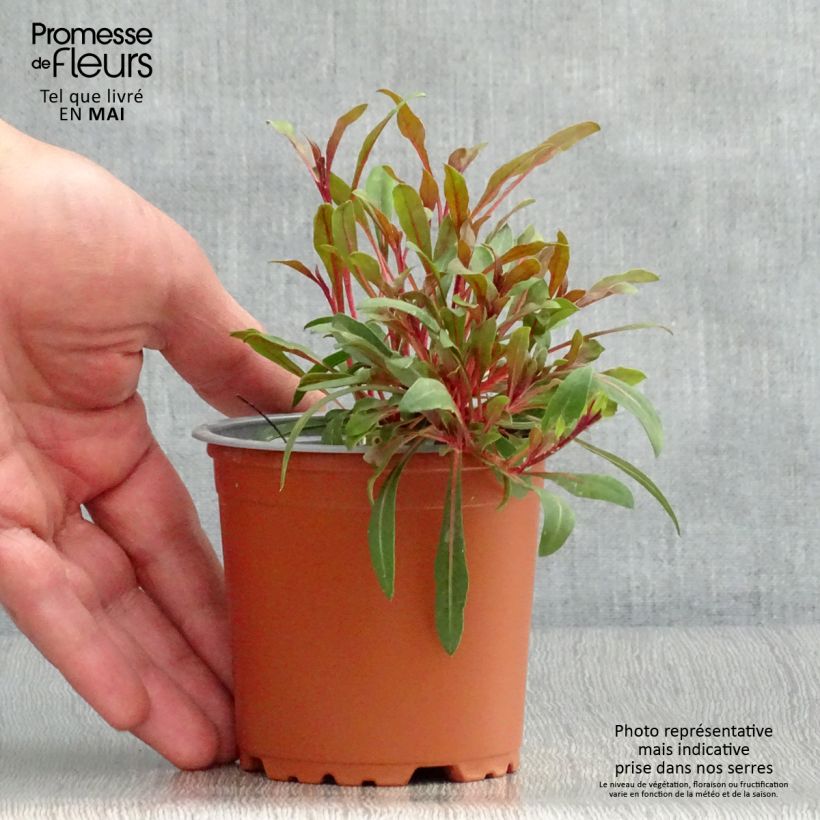 Gaura Lollipop Pink Vasetto da 8/9 cm esemplare consegnato in primavera