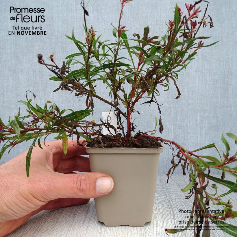 Esemplare di Gaura Passionate Blush Vasetto da 8/9 cm come consegnato in autunno