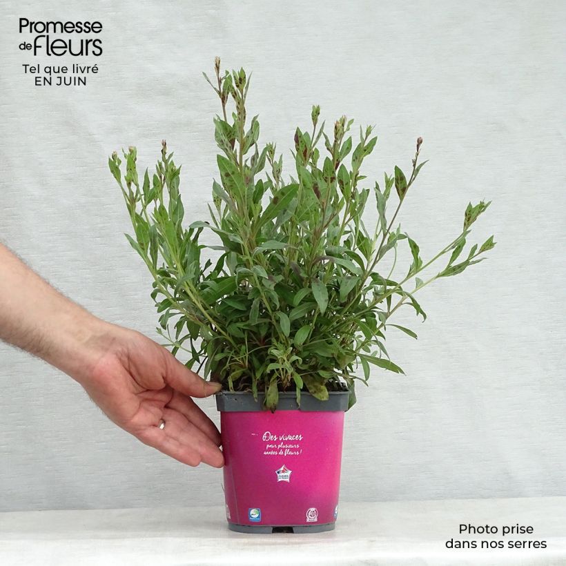 Esemplare di Gaura Rosy Jane Vaso da 2L/3L consegnato in estate
