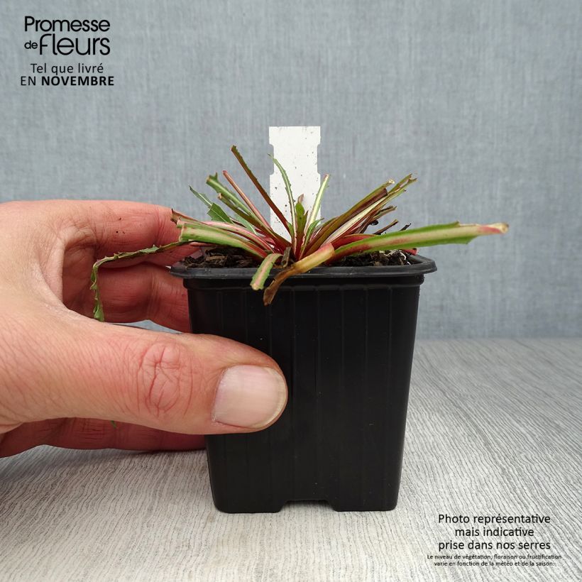 Esemplare di Gaura Summer Breeze Vasetto da 8/9 cm come consegnato in autunno