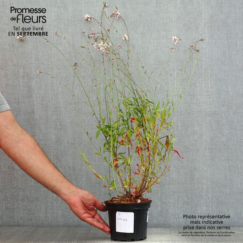 Esemplare di Gaura Summer Breeze Vaso da 2L/3L consegnato in estate
