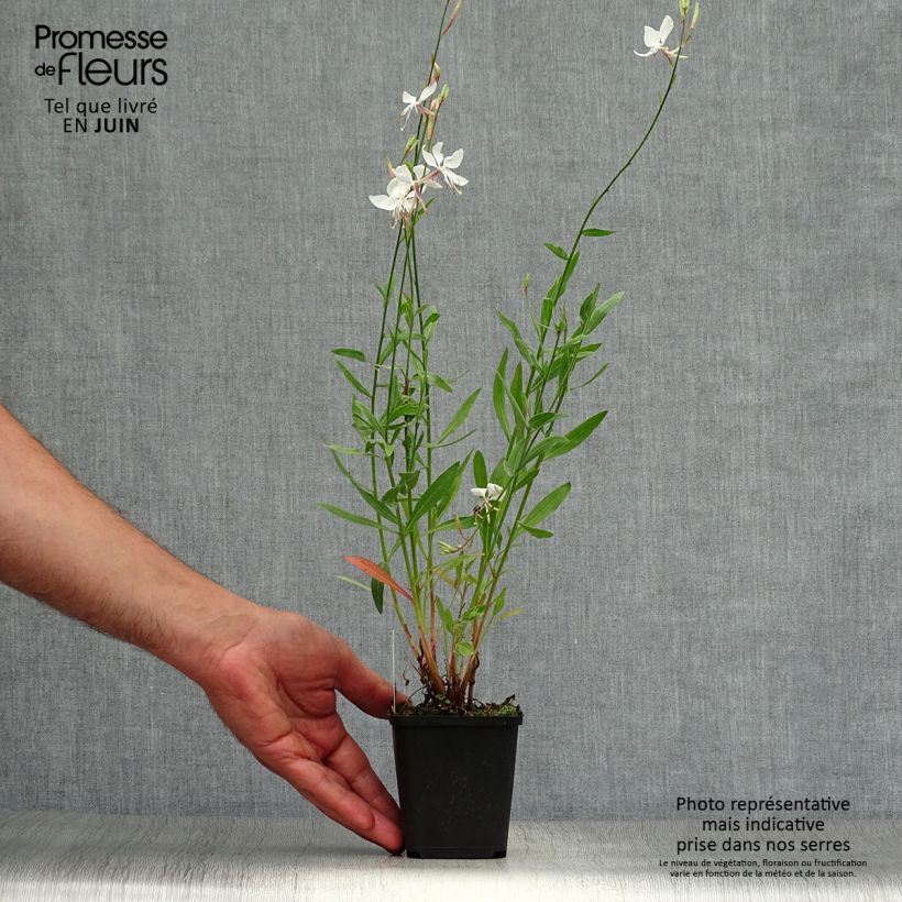 Esemplare di Gaura Whirling Butterflies Vasetto da 8/9 cm consegnato in estate