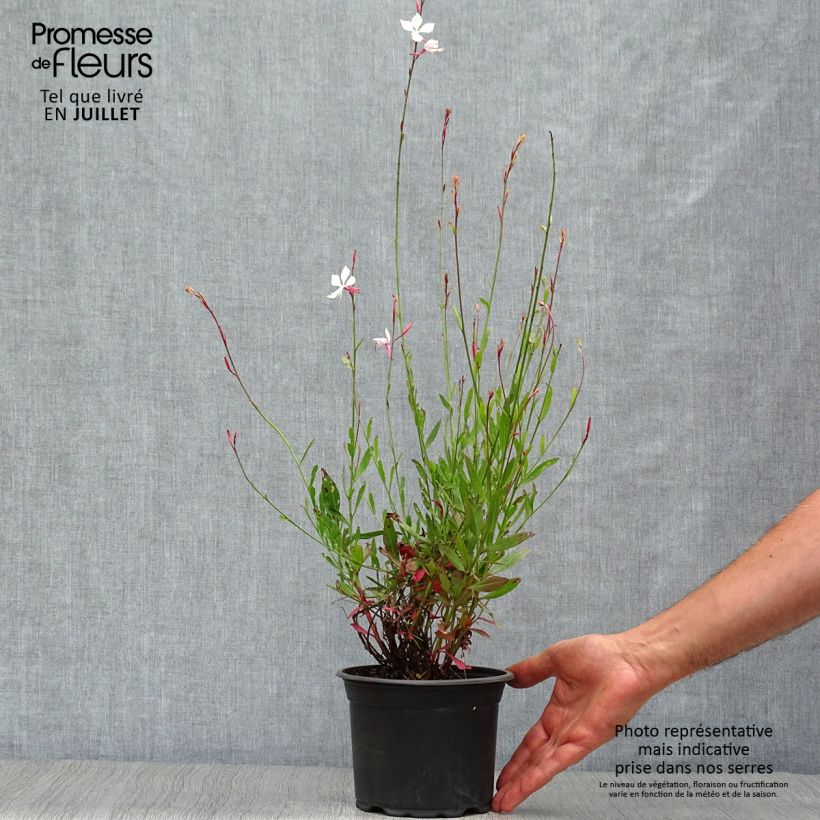 Esemplare di Gaura Snowstorm Vaso da 2L/3L consegnato in estate