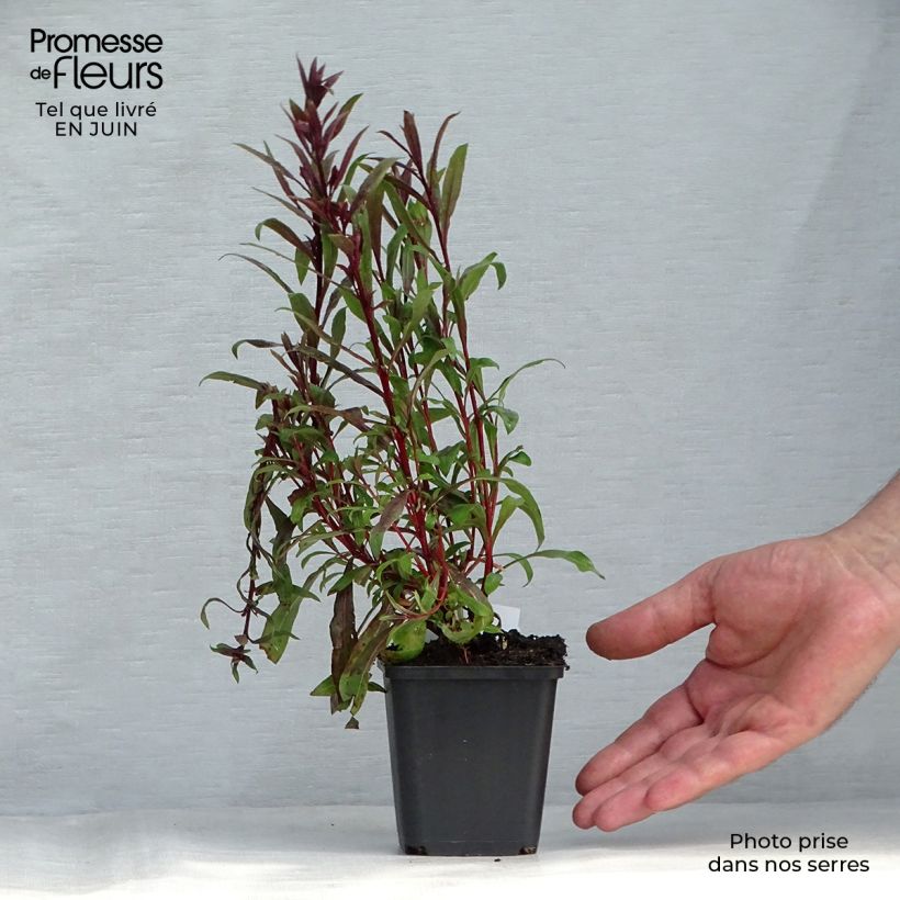 Esemplare di Gaura Siskiyou pink Vasetto da 8/9 cm consegnato in estate