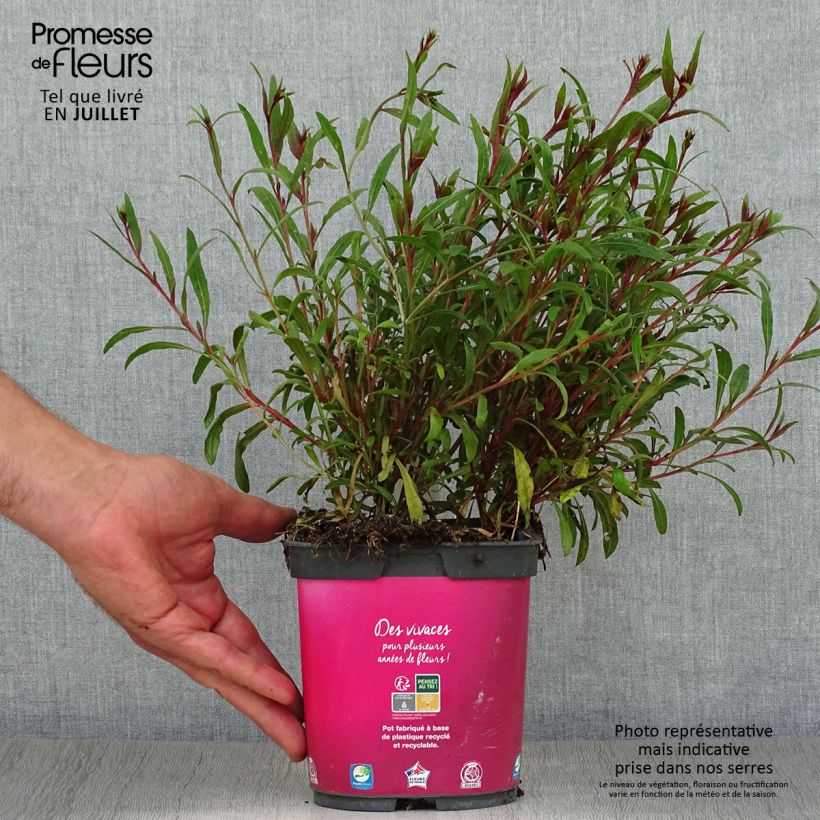 Esemplare di Gaura Siskiyou pink Vaso da 2L/3L consegnato in estate