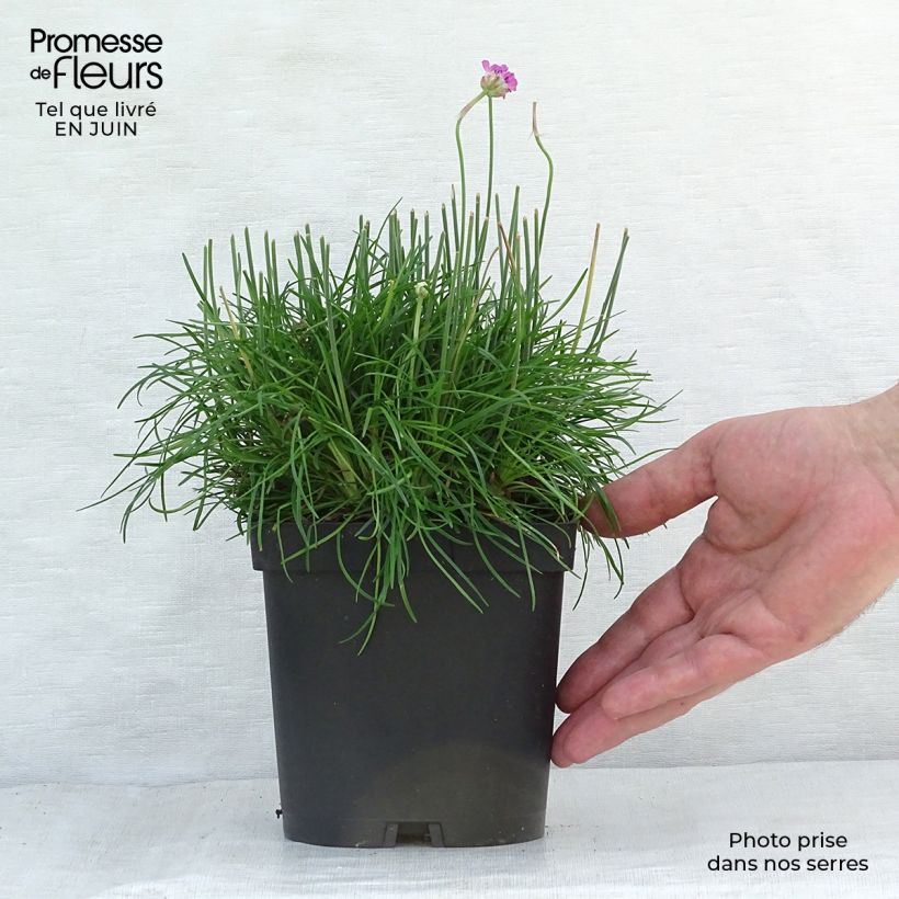 Esemplare di Armeria maritima Düsseldorfer Stolz Vaso da 2L/3L consegnato in estate