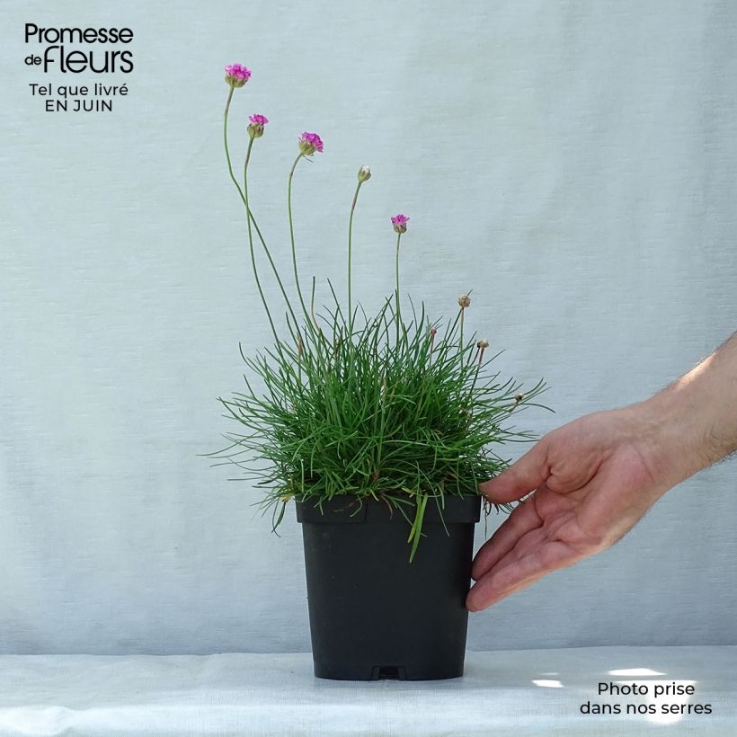 Esemplare di Armeria maritima Splendens Vaso da 2L/3L consegnato in estate