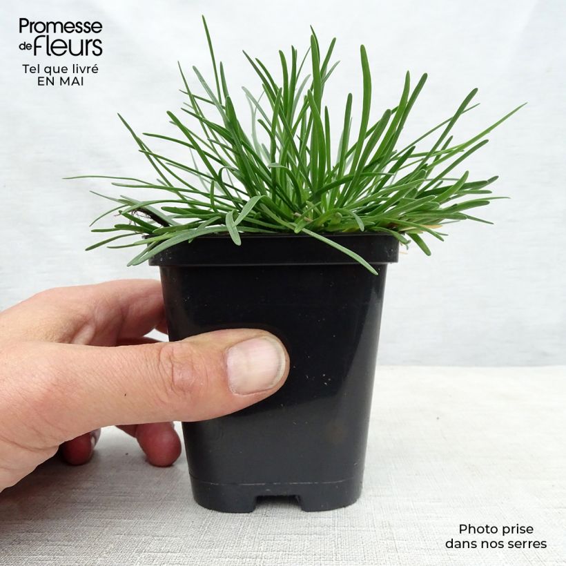 Armeria maritima Alba Vasetto da 8/9 cm esemplare consegnato in primavera