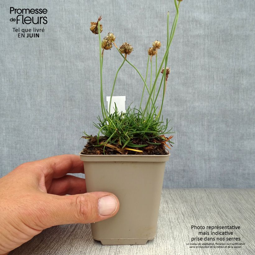 Esemplare di Armeria maritima Düsseldorfer Stolz Vasetto da 8/9 cm consegnato in estate