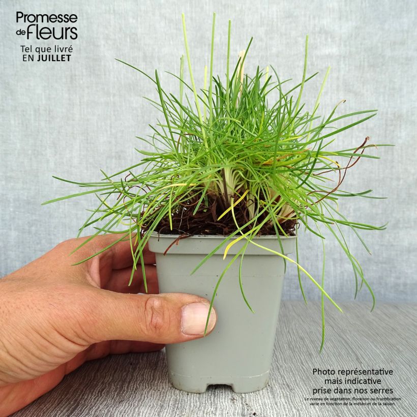 Esemplare di Armeria maritima Splendens Vasetto da 8/9 cm consegnato in estate