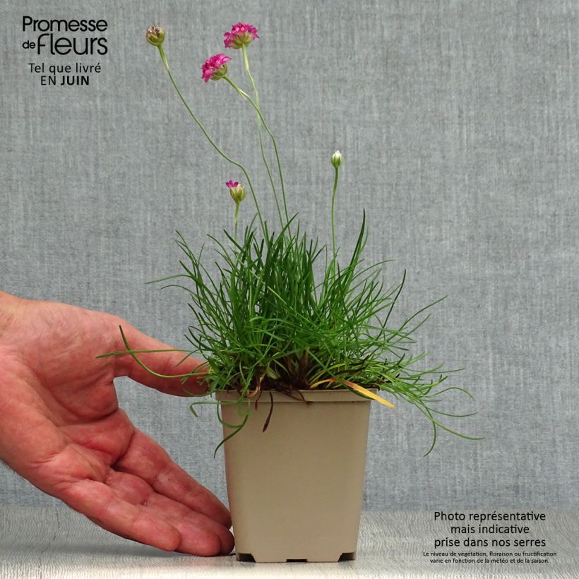 Esemplare di Armeria maritima Vesuvius Vasetto da 8/9 cm consegnato in estate