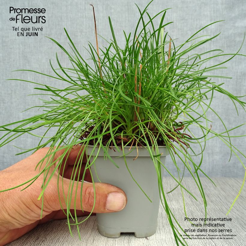 Esemplare di Armeria maritima Alba Vasetto da 8/9 cm consegnato in estate